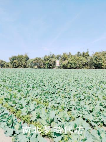 台南仁德農地-0