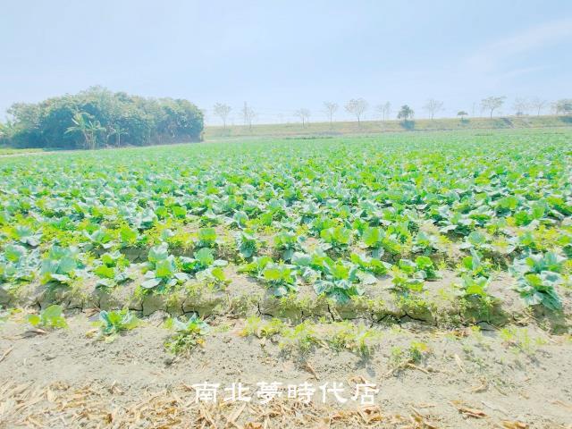 台南仁德農地-8