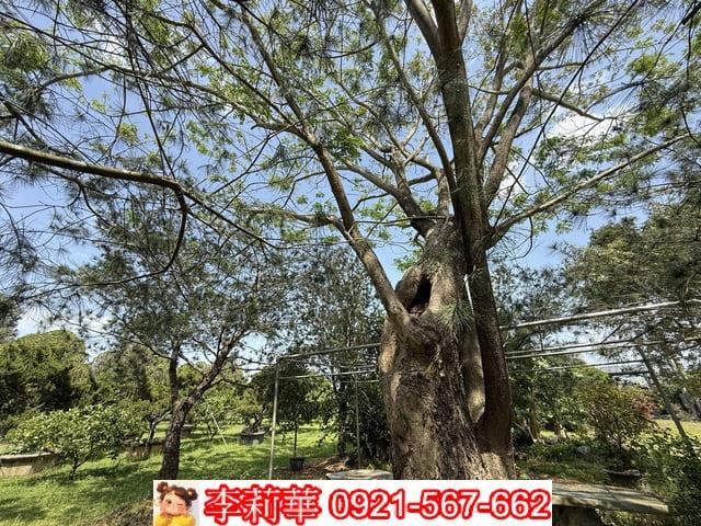 台南玉井農地-5