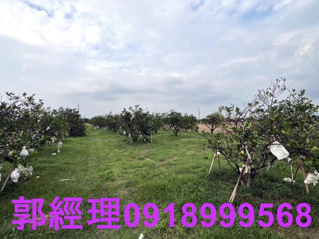 麻豆農地-3