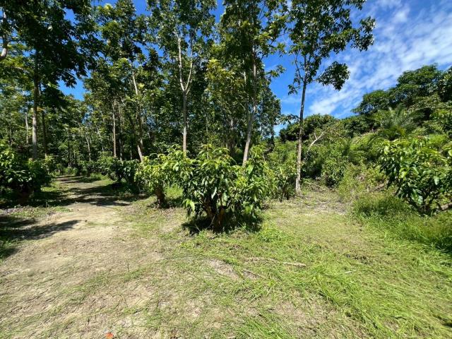 台南南化農地-12