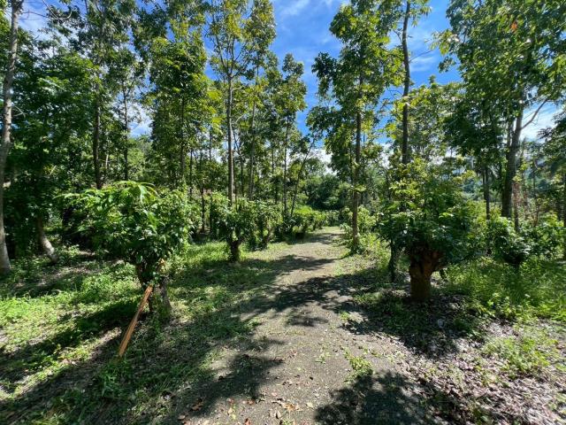 台南南化農地-13