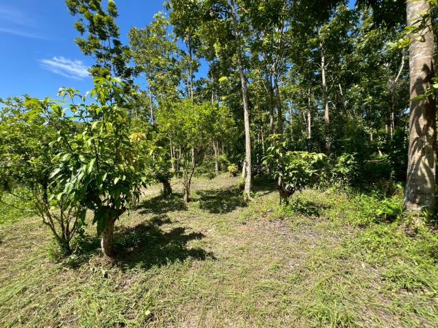 台南南化農地-0