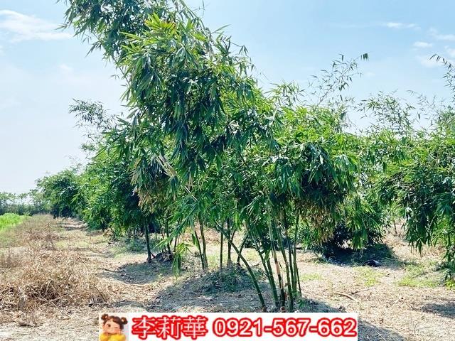 台南西港農地-7