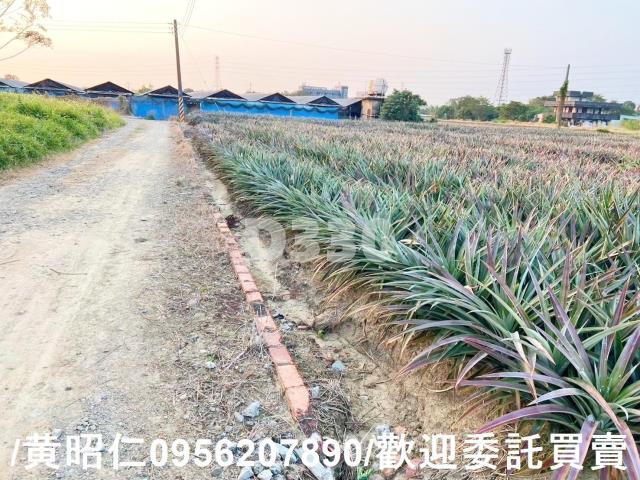 關廟農地-14