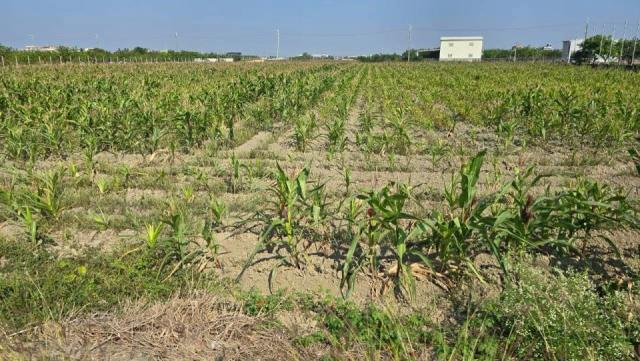 台南麻豆農地-1