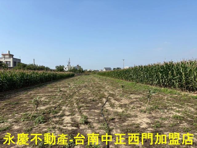 鹽水農地-6