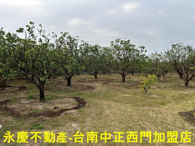 台南麻豆農地-6