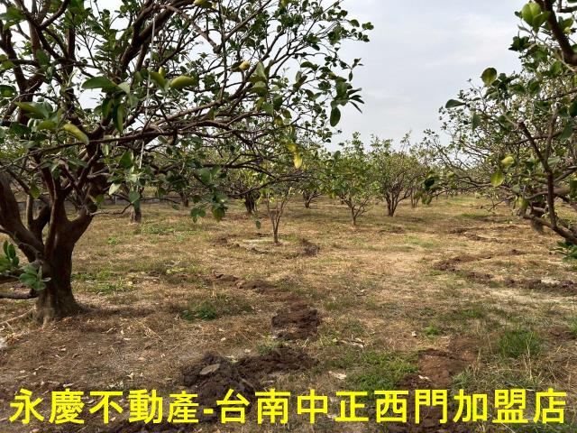 台南麻豆農地-7