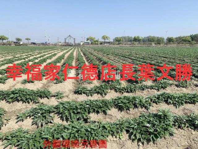 善化農地-10