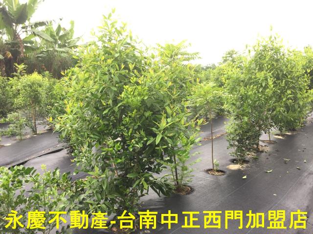 台南玉井農地-10