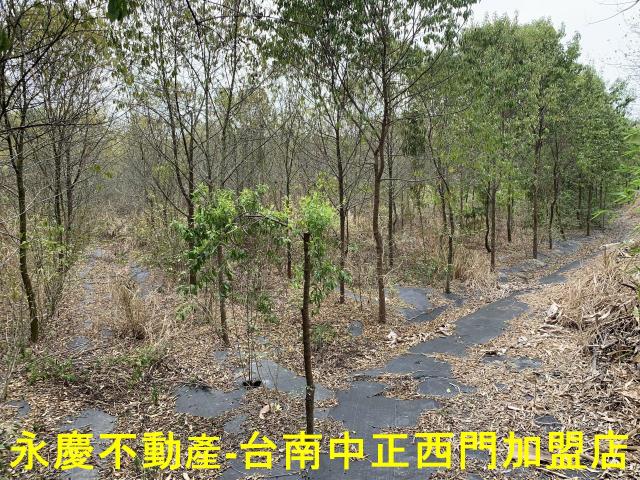 台南玉井農地-0