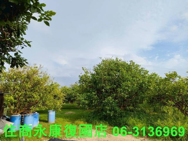 台南佳里農地-13
