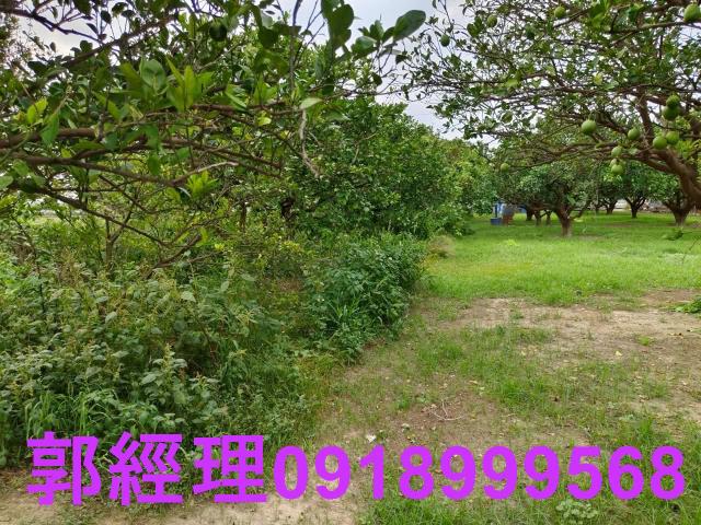 佳里農地-7