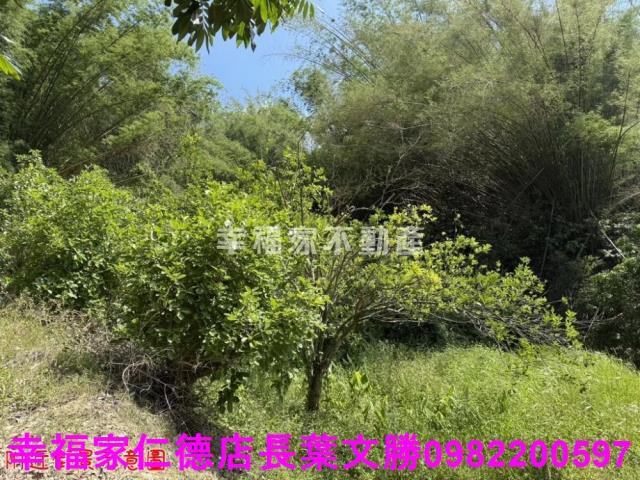 玉井農地-10