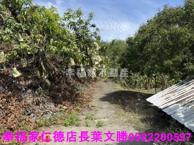 玉井農地-13