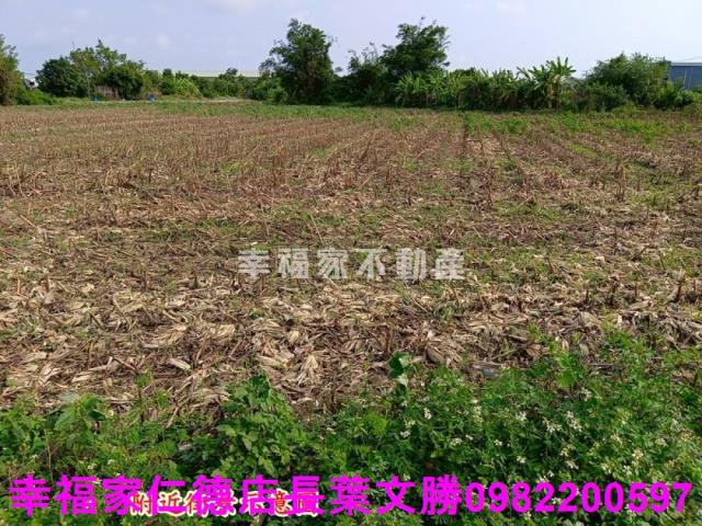 安定農地-4