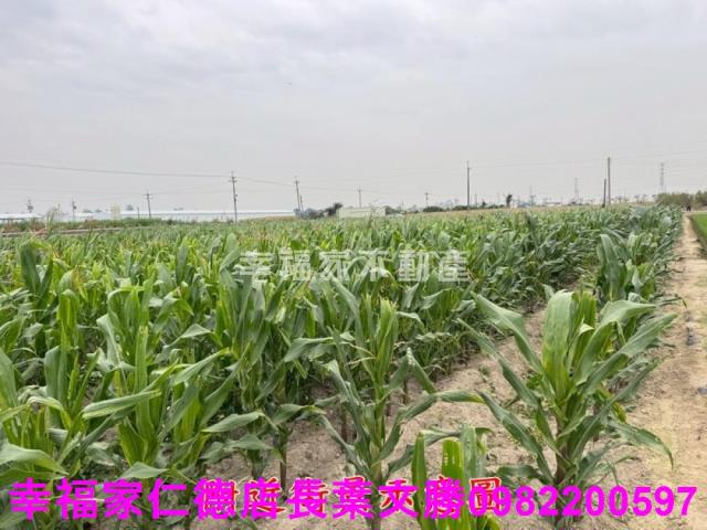 六甲農地-0