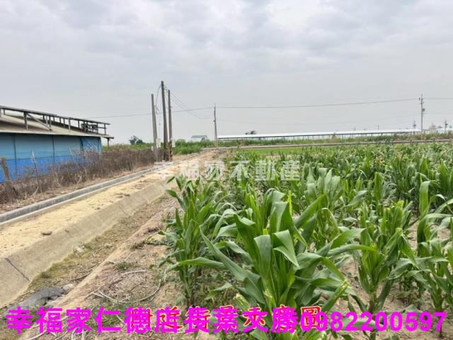 六甲農地-8