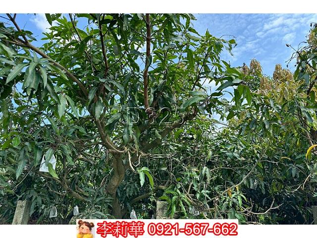 台南農地-9