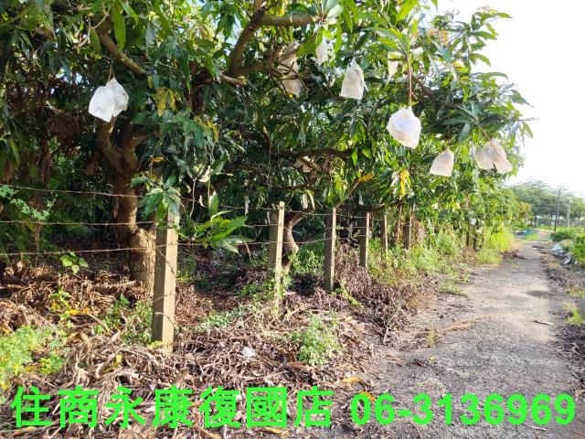 台南新化農地-6