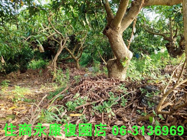 台南新化農地-7