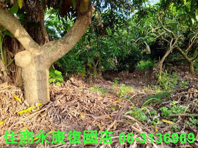 台南新化農地-8
