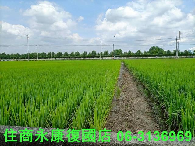 台南六甲農地-0