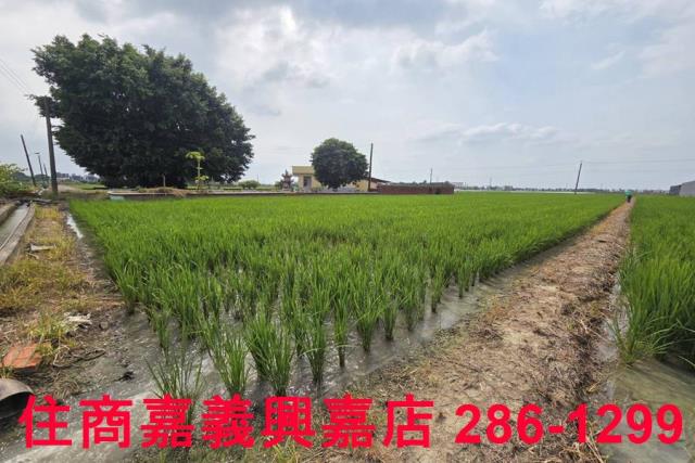 白河農地-4