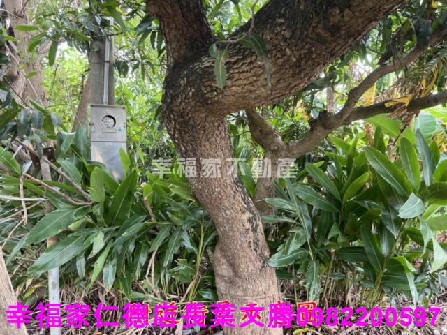 台南新化農地-9