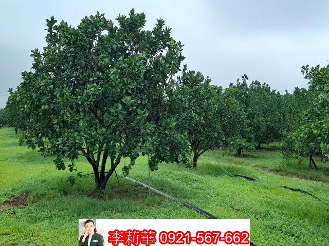 麻豆農地-9