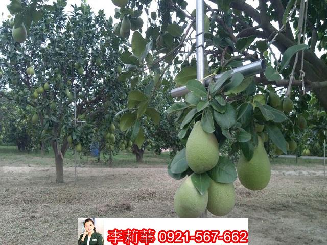 麻豆農地-4