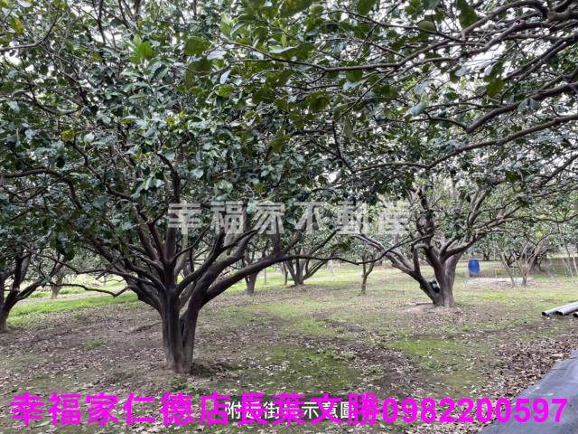 麻豆農地-0