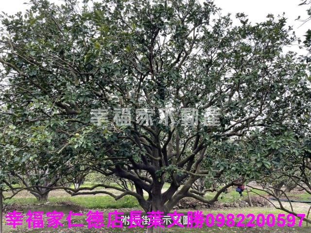 麻豆農地-5