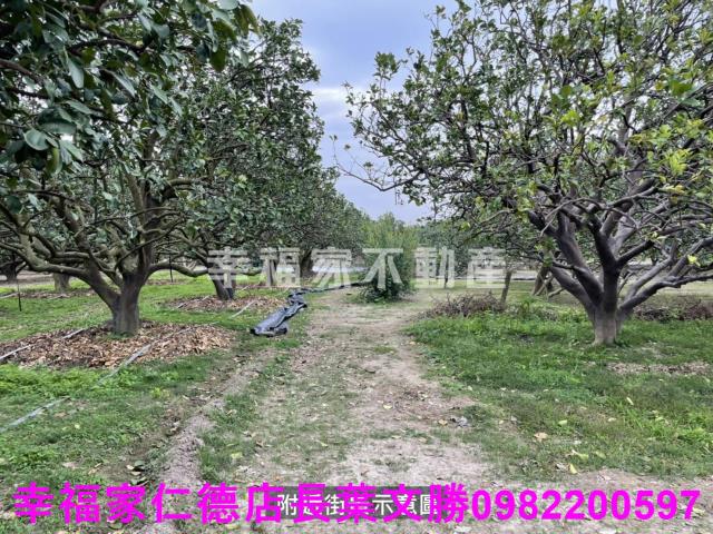 麻豆農地-6