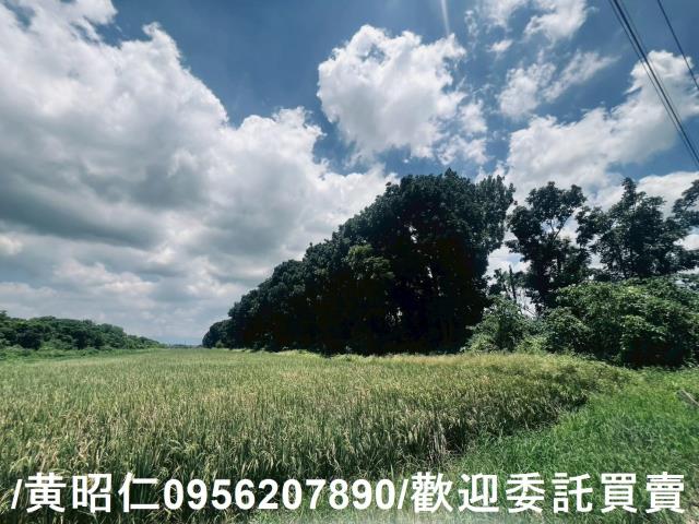 麻豆農地-8
