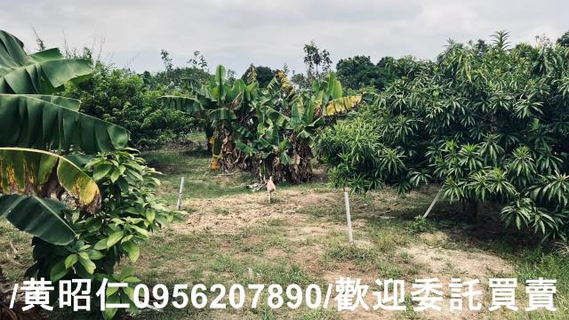 台南歸仁農地-14